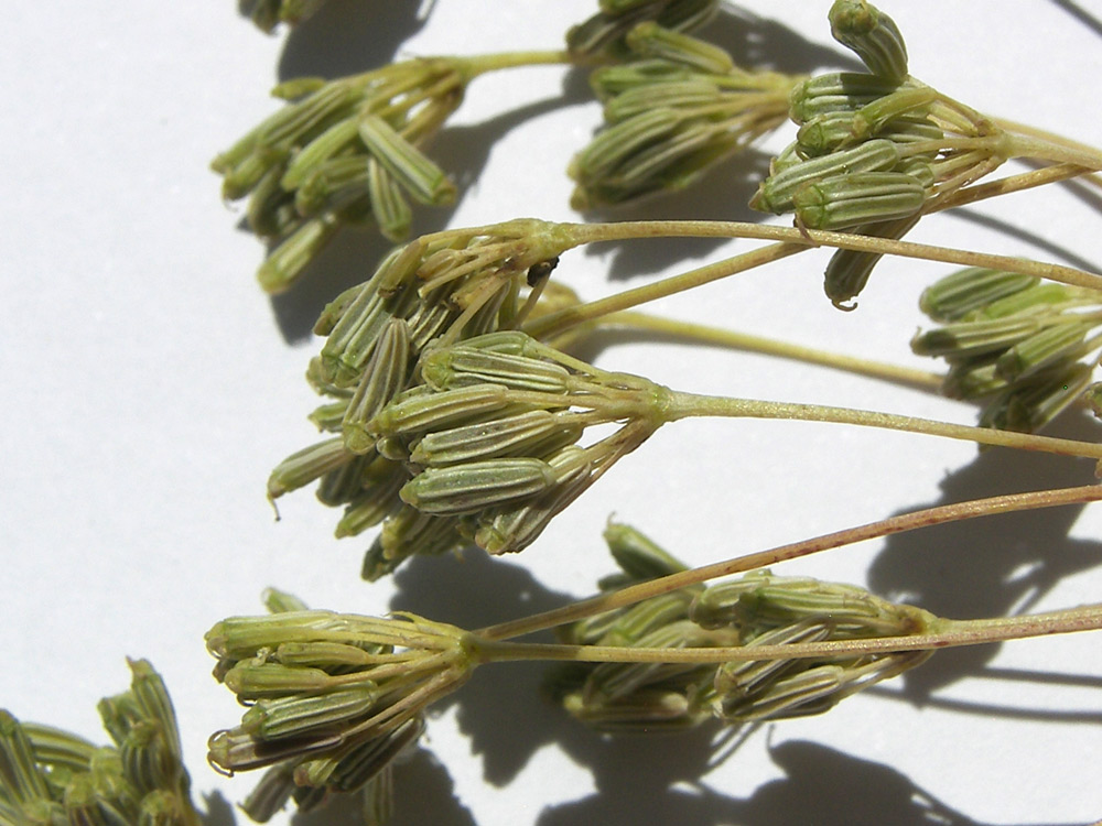Image of Seseli varium specimen.