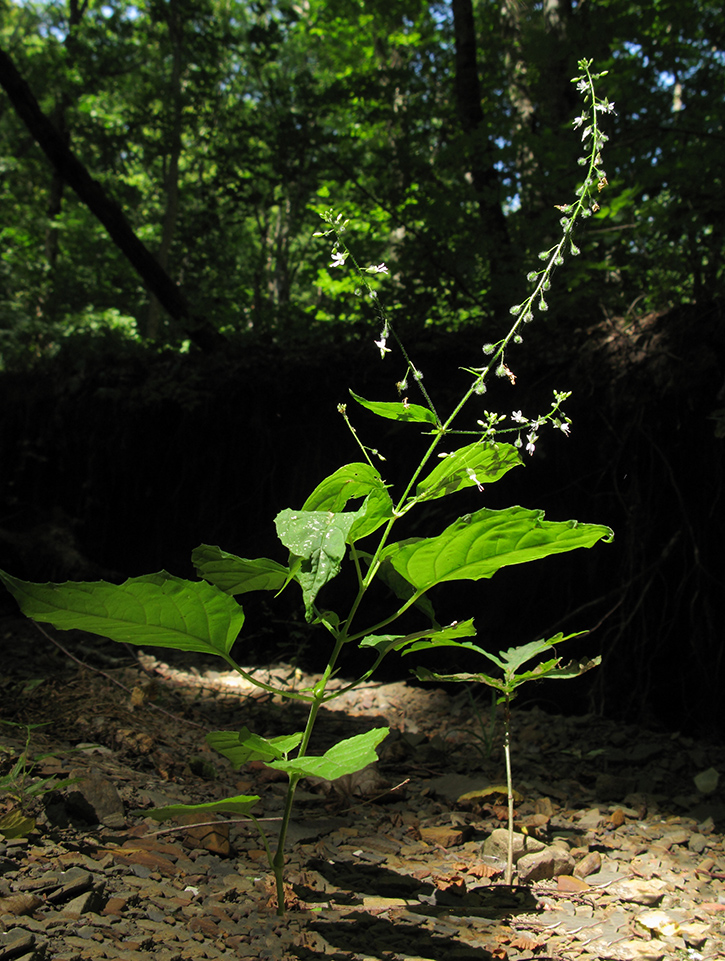 Изображение особи Circaea lutetiana.