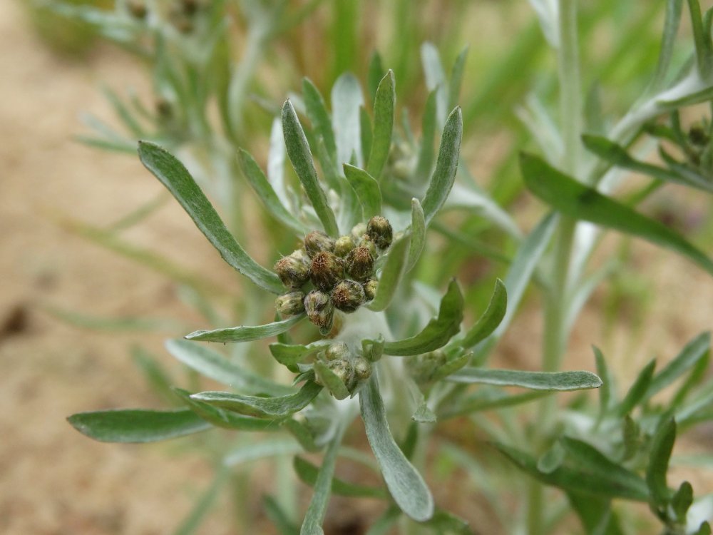 Image of Gnaphalium uliginosum specimen.