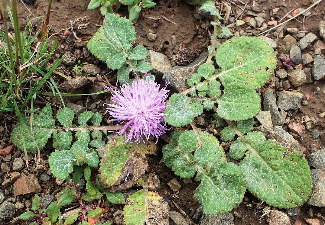 Image of Klasea lyratifolia specimen.