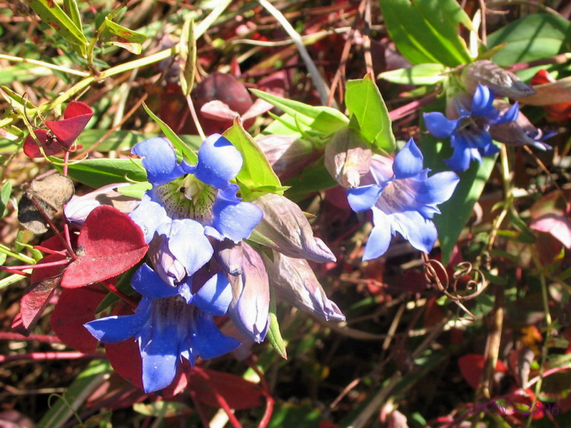 Изображение особи Gentiana scabra.