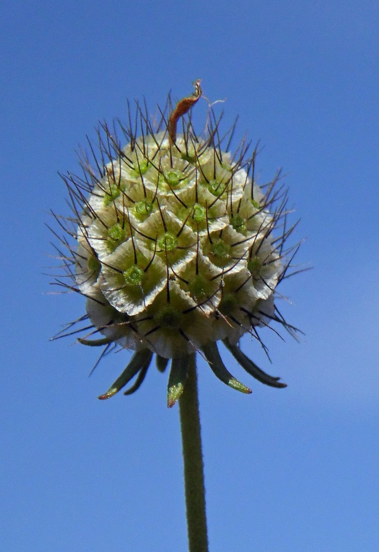 Image of Scabiosa ochroleuca specimen.
