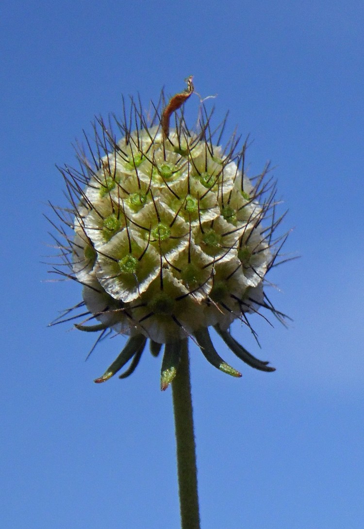 Изображение особи Scabiosa ochroleuca.