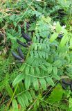 Vicia sepium