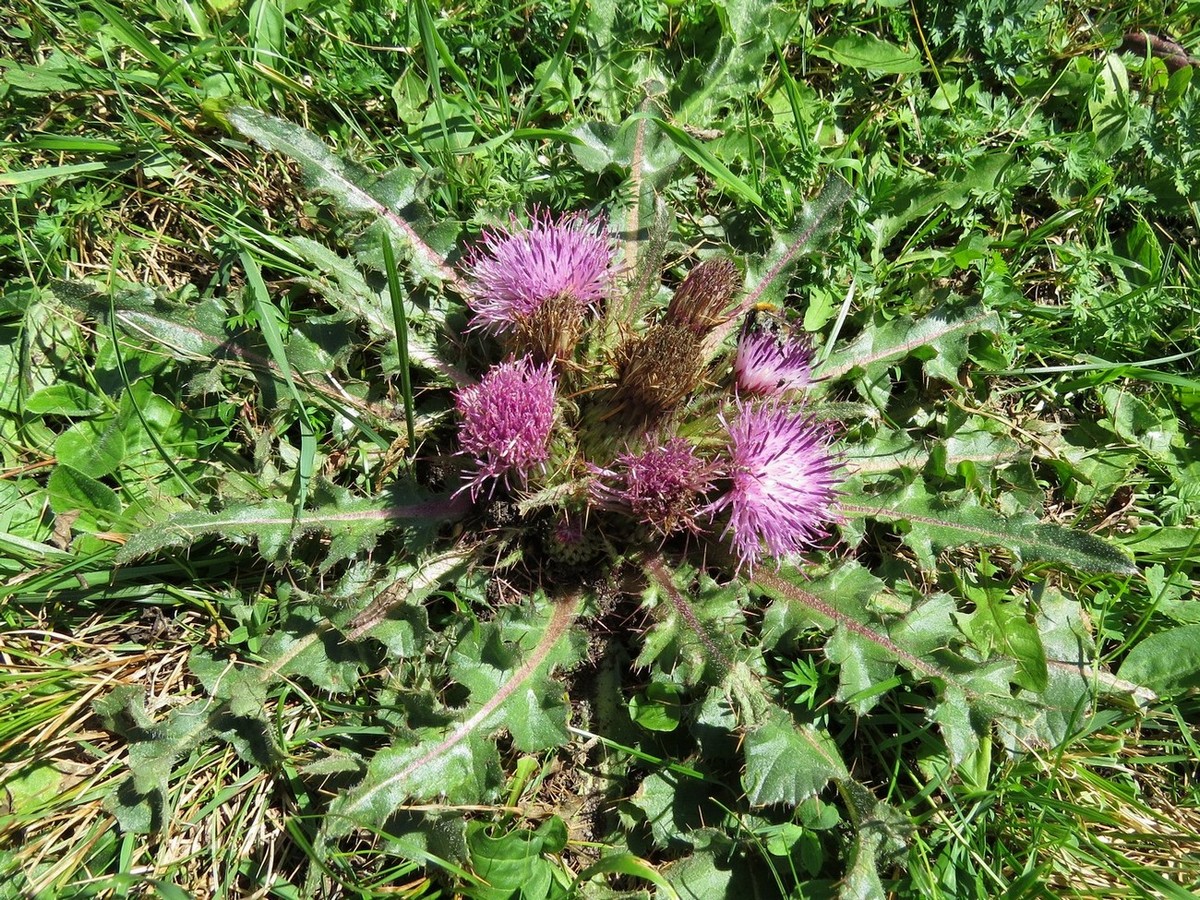 Image of Cirsium esculentum specimen.