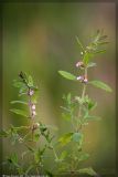 Teucrium scordium