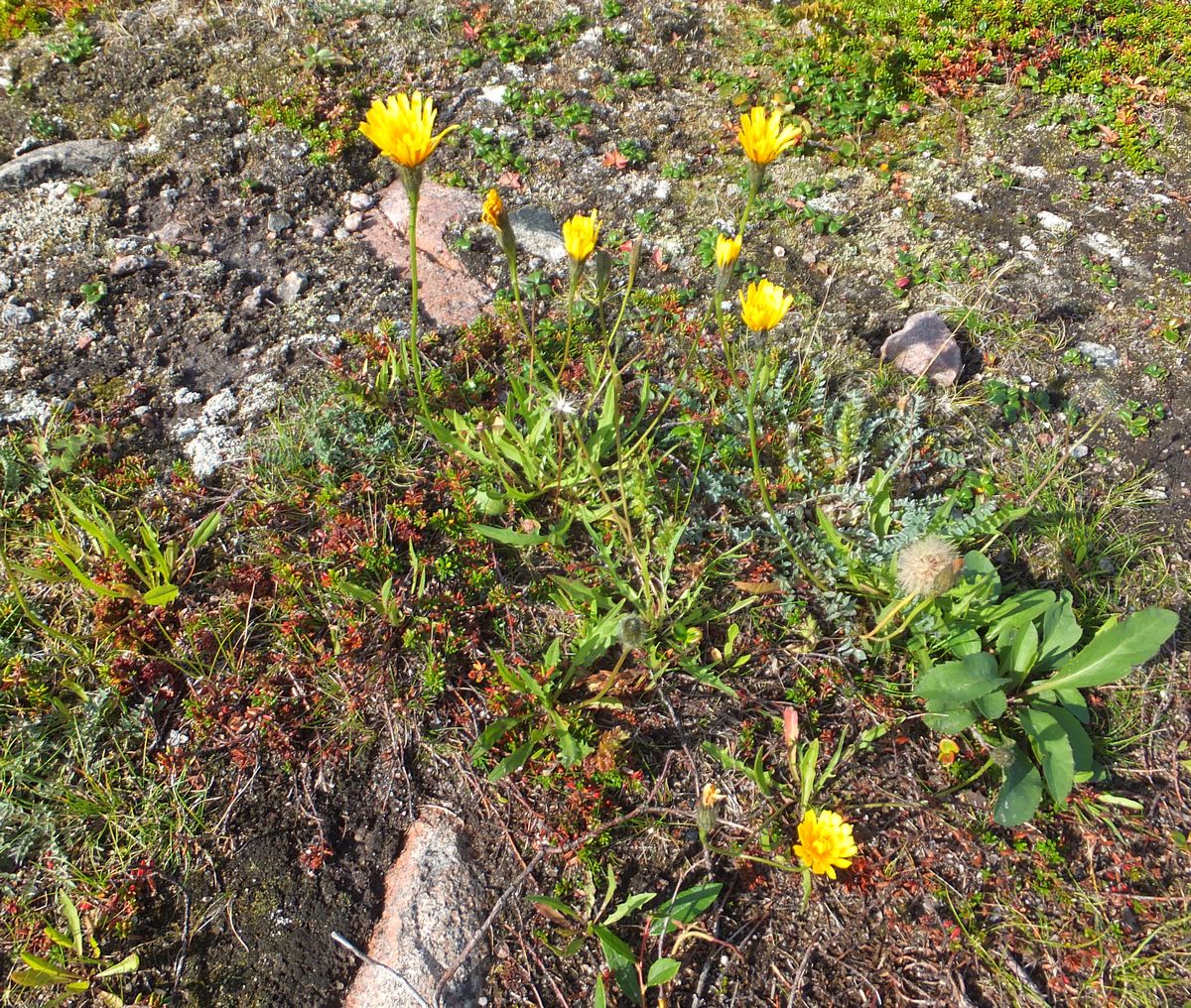 Изображение особи Scorzoneroides autumnalis.