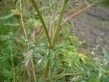 Artemisia vulgaris