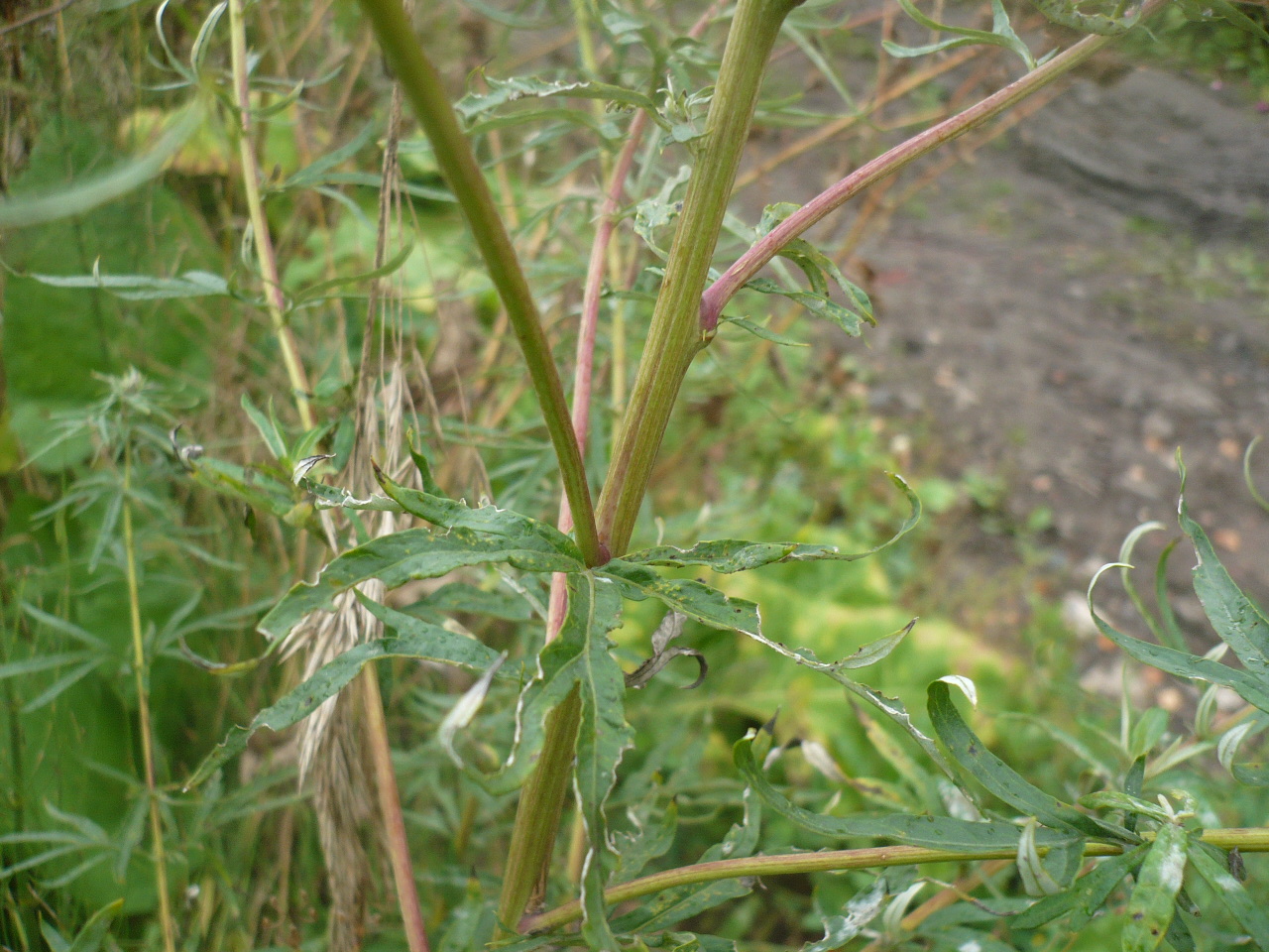 Изображение особи Artemisia vulgaris.
