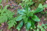 Clintonia udensis