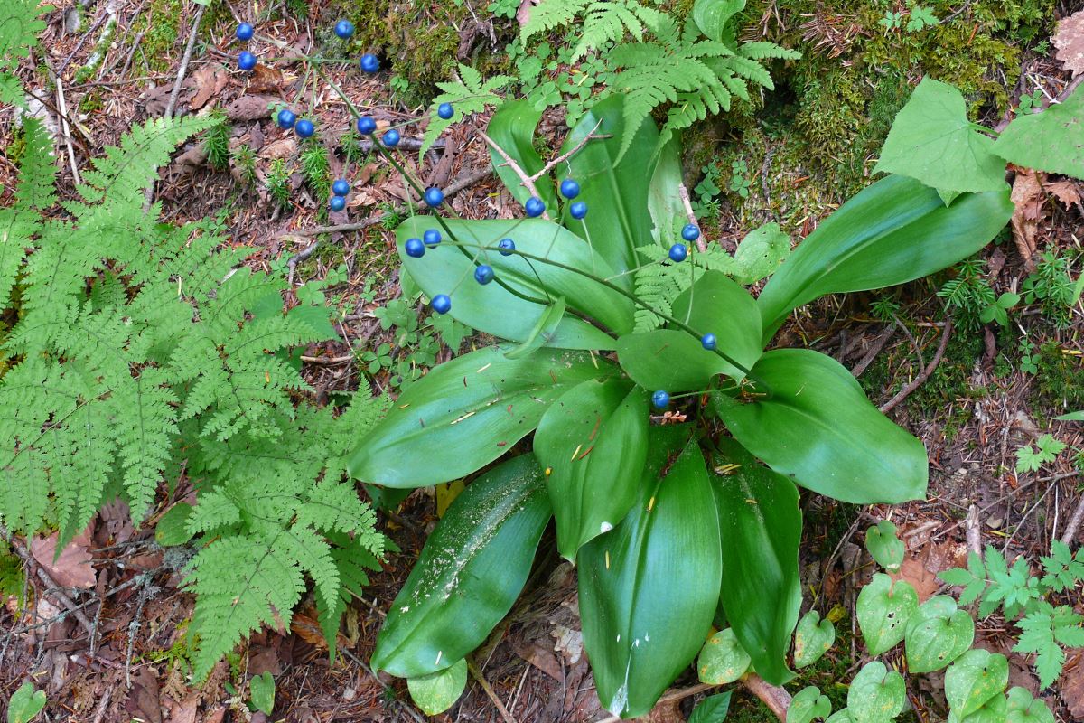 Изображение особи Clintonia udensis.