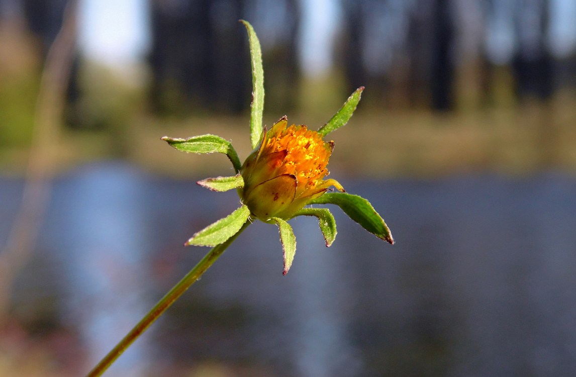 Image of Bidens frondosa specimen.