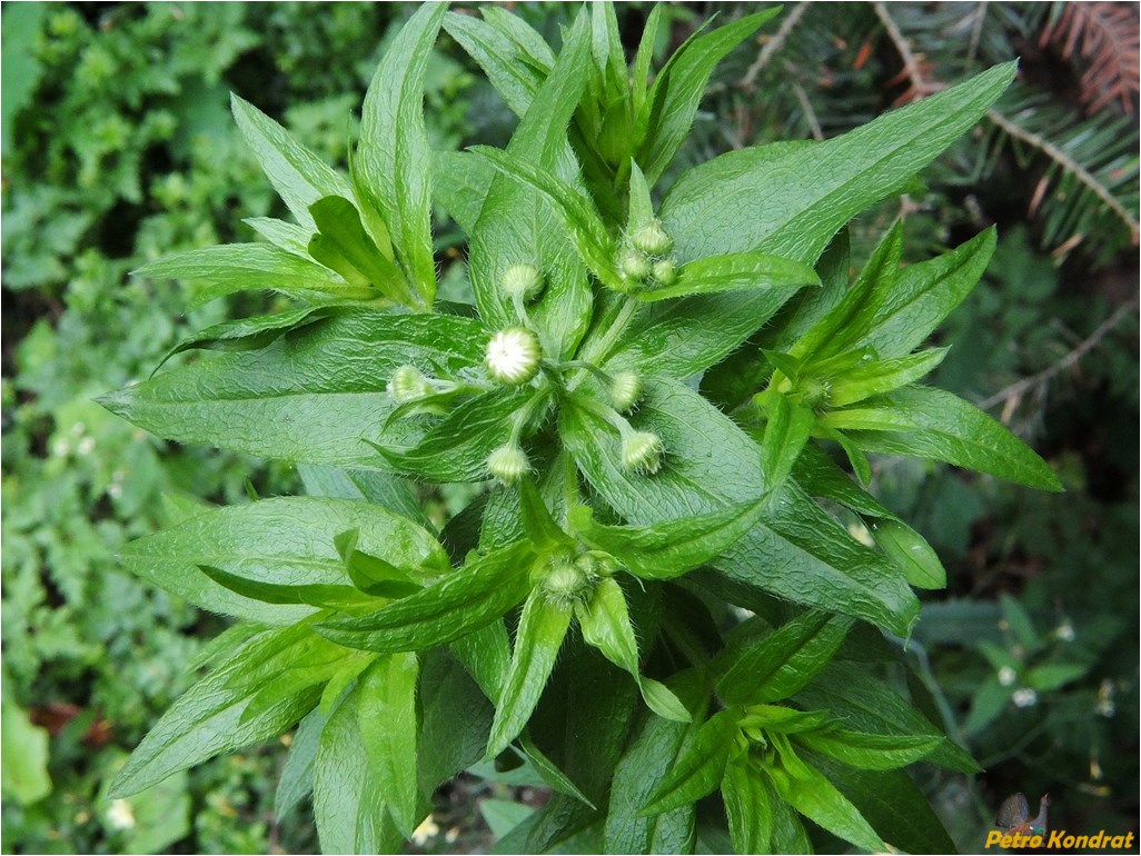 Image of genus Phalacroloma specimen.