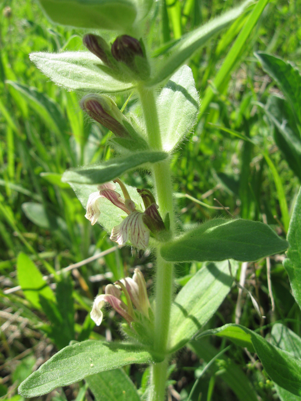 Image of Ajuga laxmannii specimen.