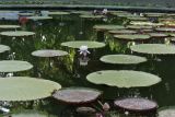 Victoria amazonica