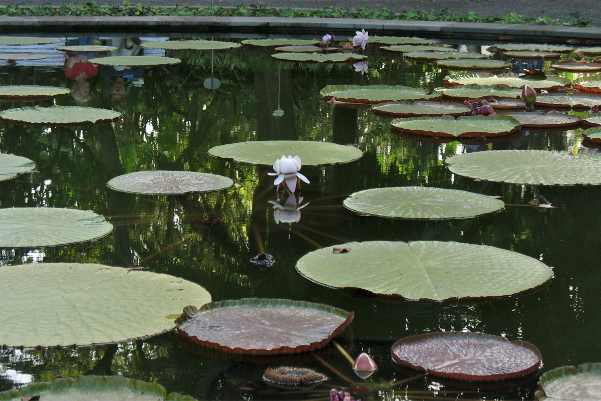 Изображение особи Victoria amazonica.