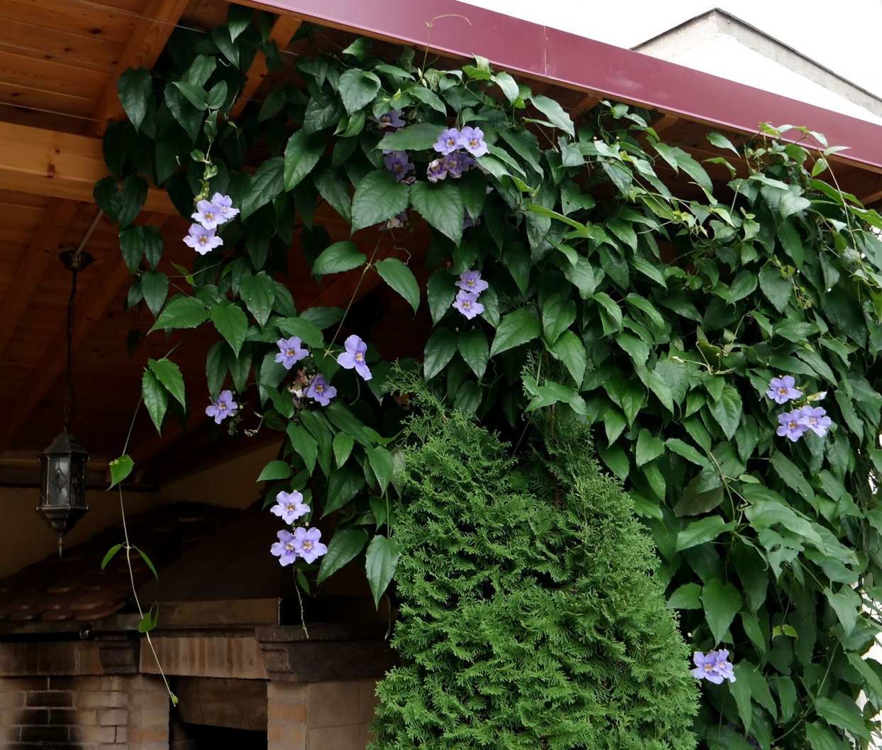 Image of Thunbergia laurifolia specimen.