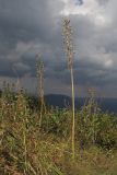 Ornithogalum arcuatum. Плодоносящие растения. Краснодарский край, м/о г. Геленджик, хр. Маркотх, гора Иорданова, выс. ≈ 650 м н.у.м., горный луг. 23.07.2016.