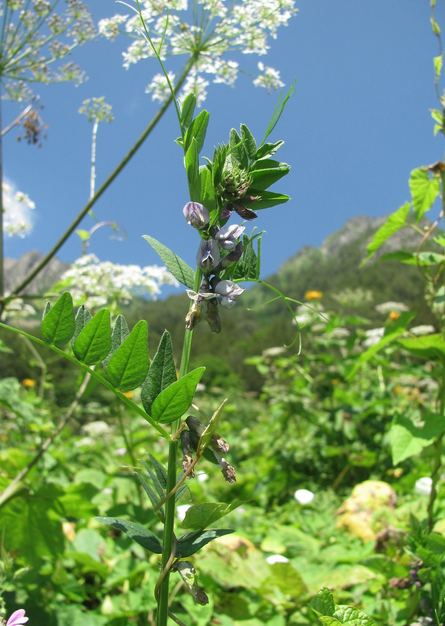 Изображение особи Vicia sepium.
