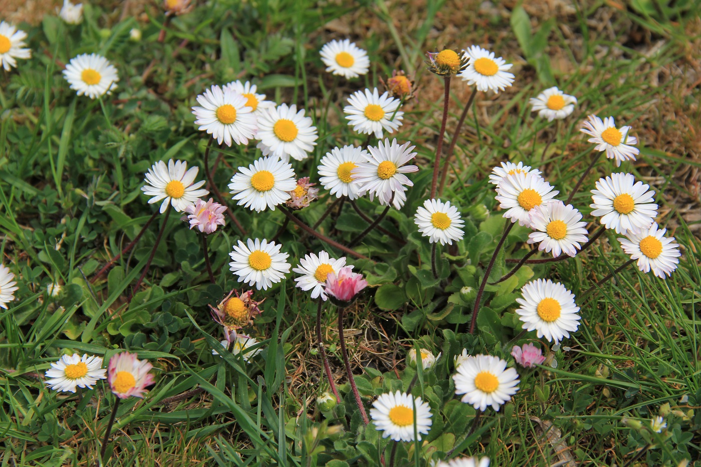 Image of Bellis perennis specimen.