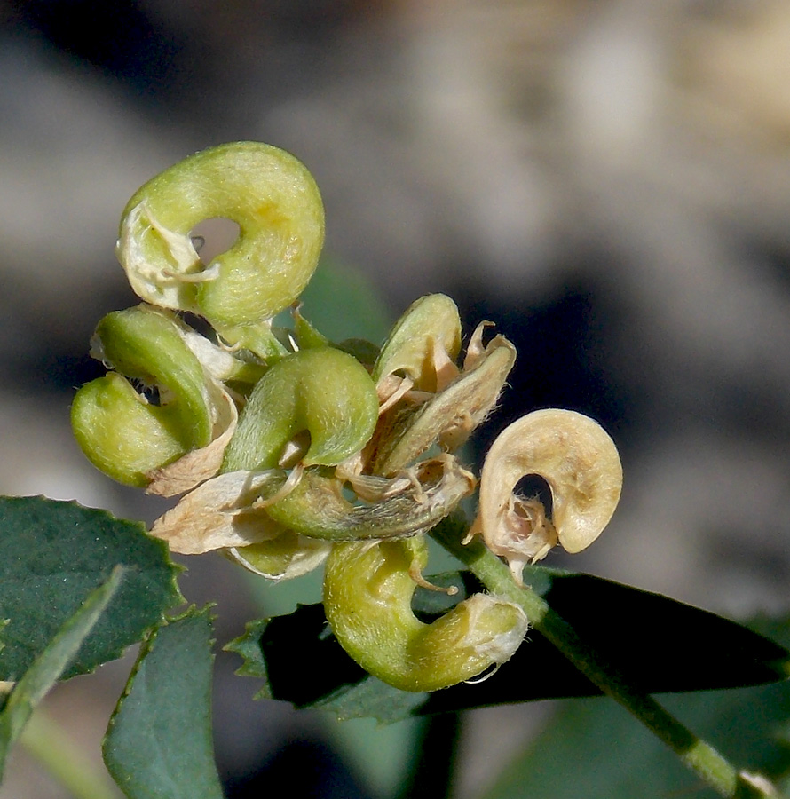 Image of Medicago × varia specimen.