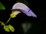 Clitoria macrophylla