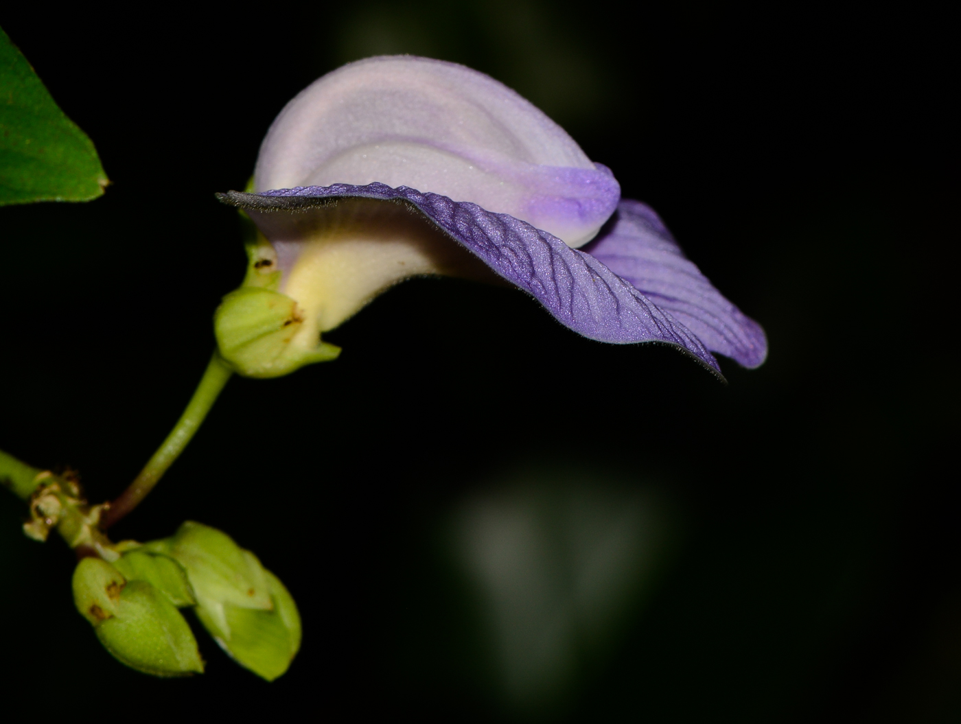 Image of Clitoria macrophylla specimen.