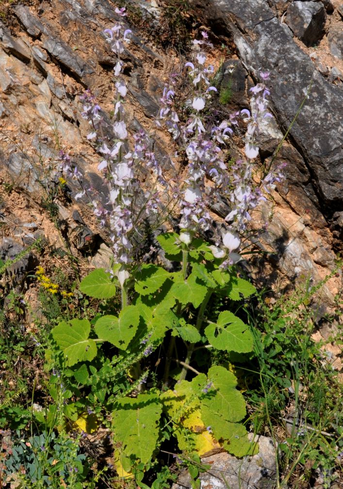 Image of Salvia sclarea specimen.