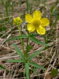Ranunculus monophyllus