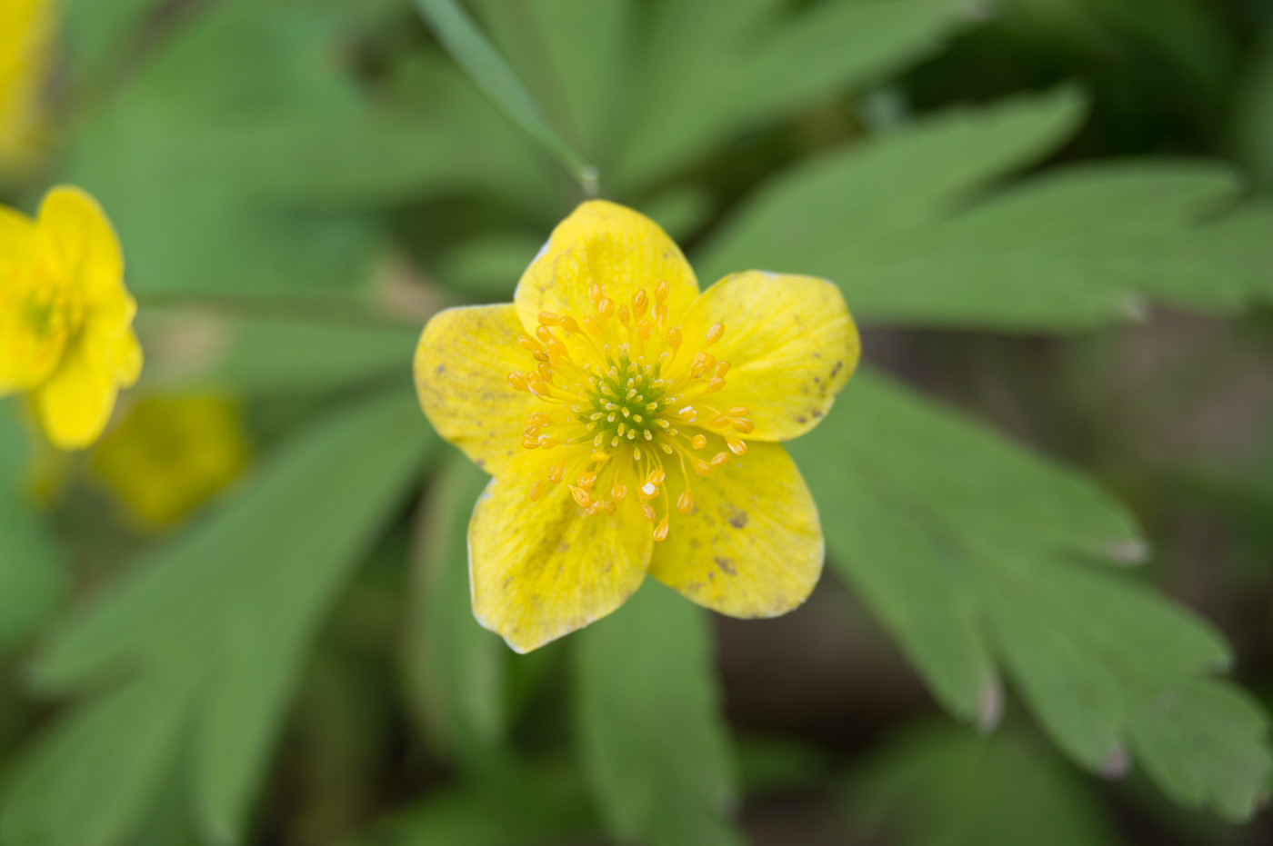 Изображение особи Anemone ranunculoides.