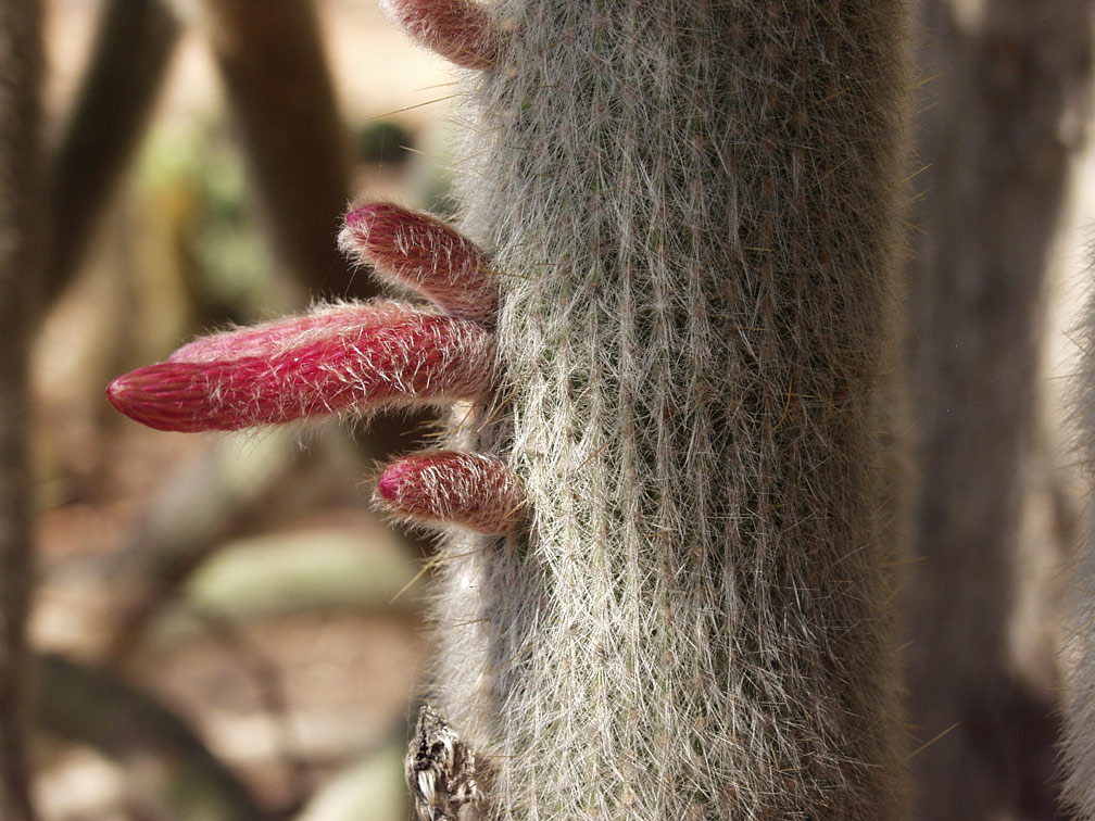 Изображение особи Cleistocactus straussii.