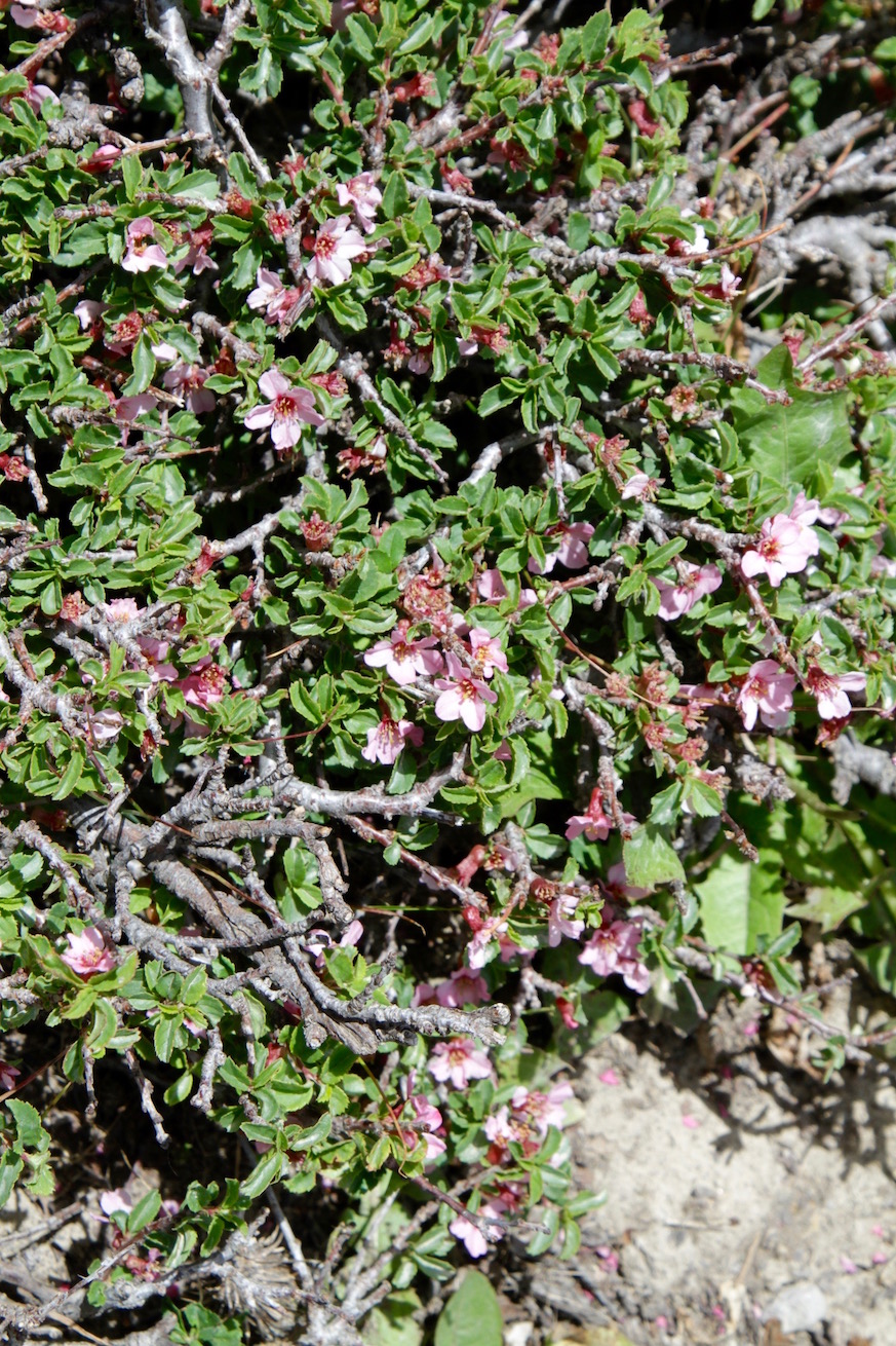 Image of Cerasus amygdaliflora specimen.