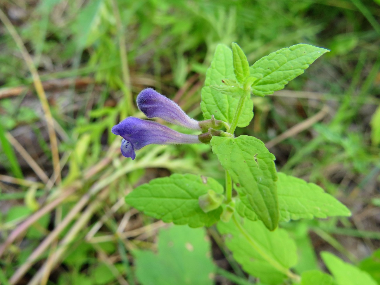 Изображение особи Scutellaria galericulata.