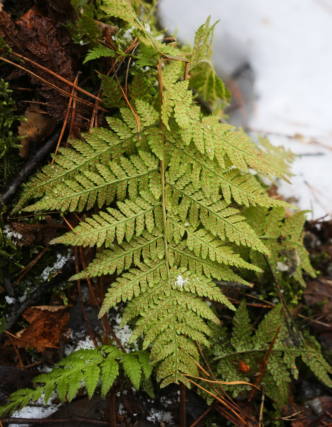 Изображение особи Dryopteris carthusiana.