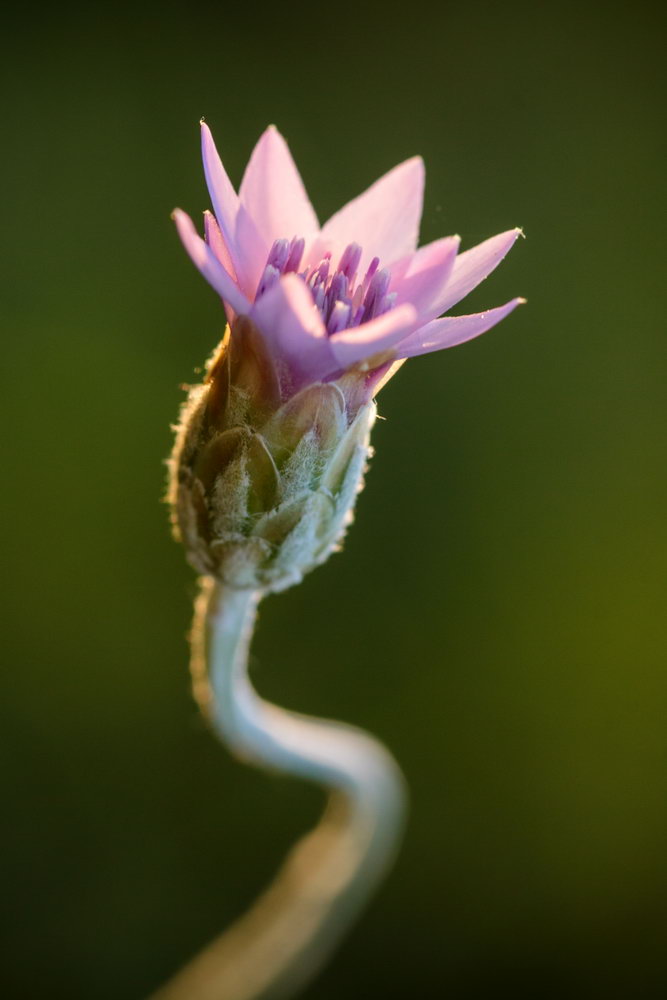 Image of Xeranthemum cylindraceum specimen.