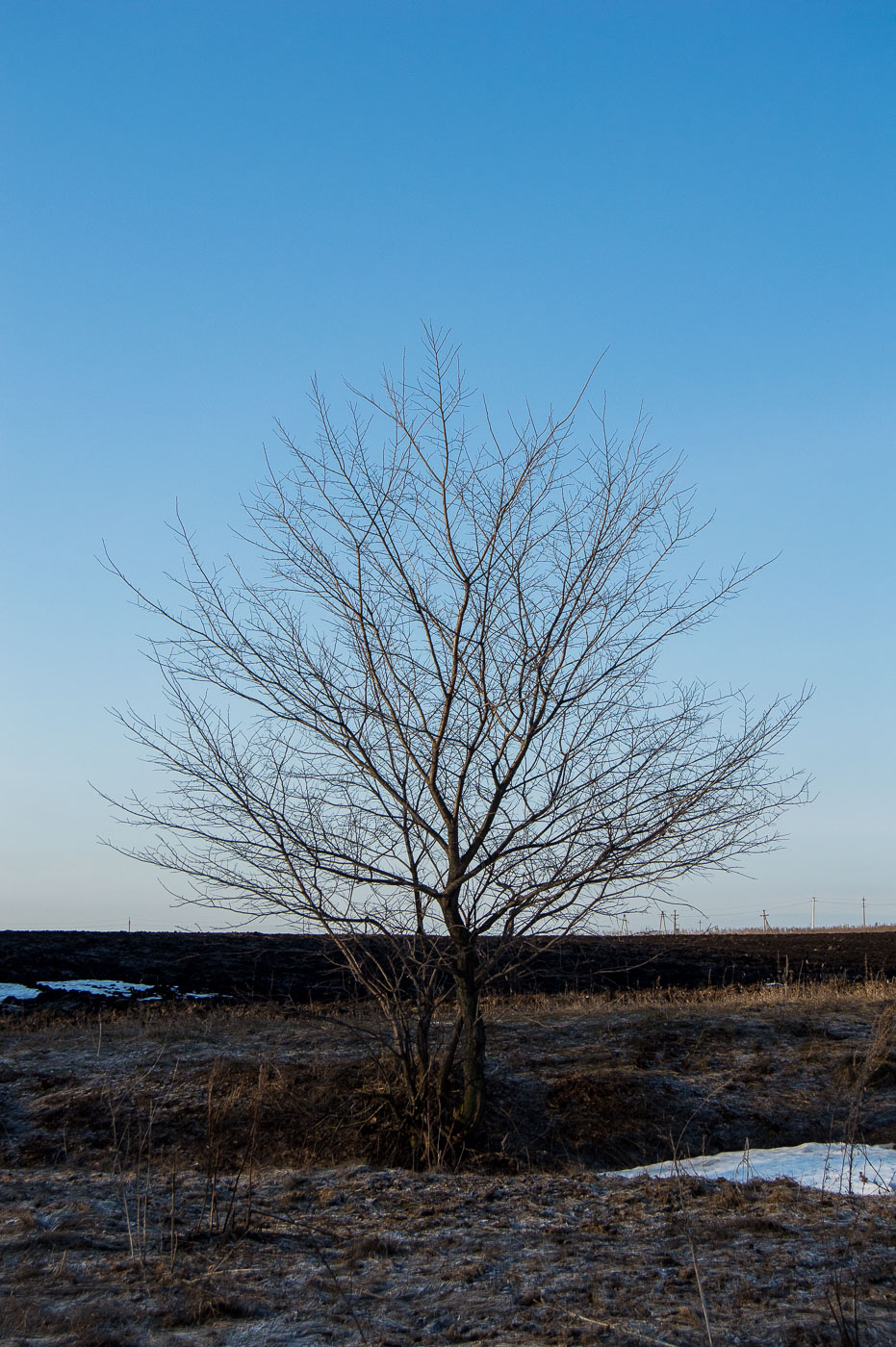 Изображение особи Ulmus laevis.