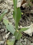 Ophrys подвид caucasica