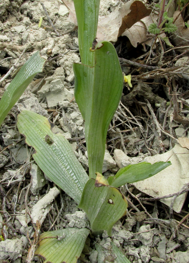 Изображение особи Ophrys mammosa ssp. caucasica.