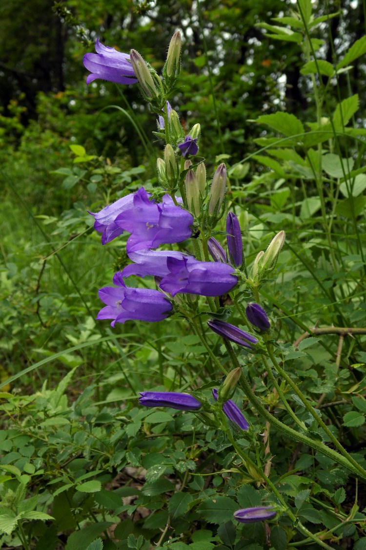 Image of Campanula praealta specimen.