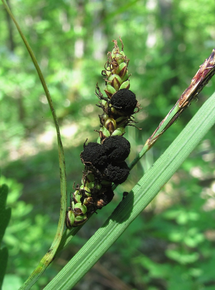 Image of Carex cuspidata specimen.