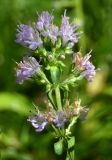 Thymus kirgisorum