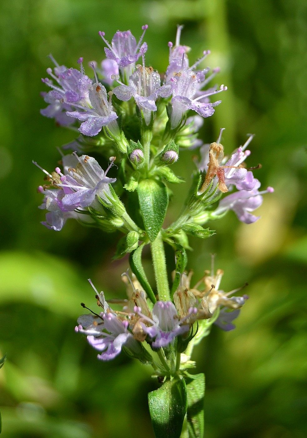 Изображение особи Thymus kirgisorum.