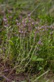 Thymus marschallianus