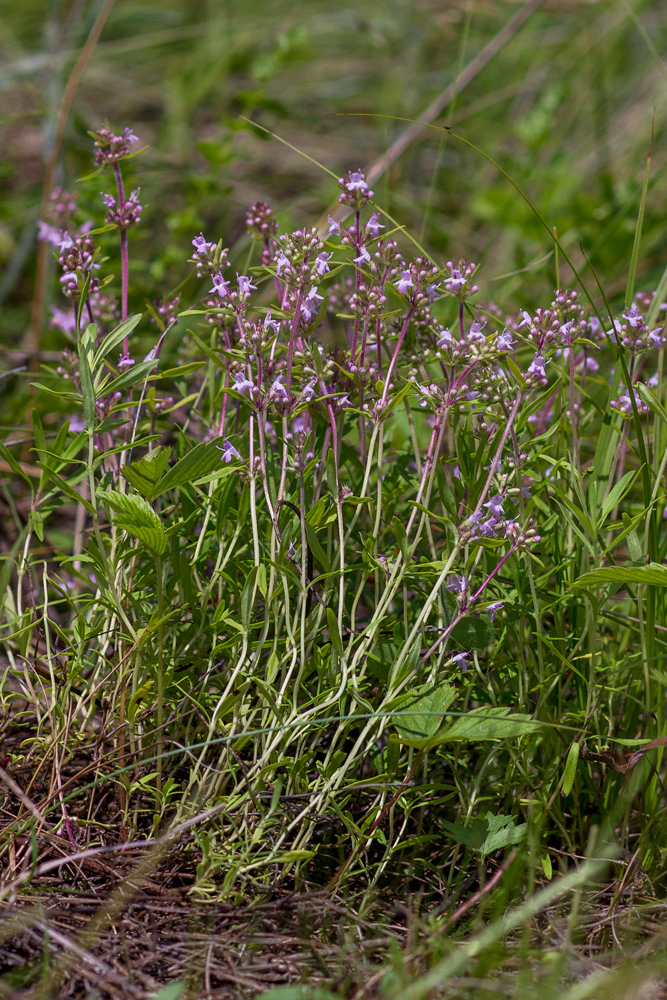 Изображение особи Thymus marschallianus.