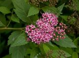 Spiraea japonica