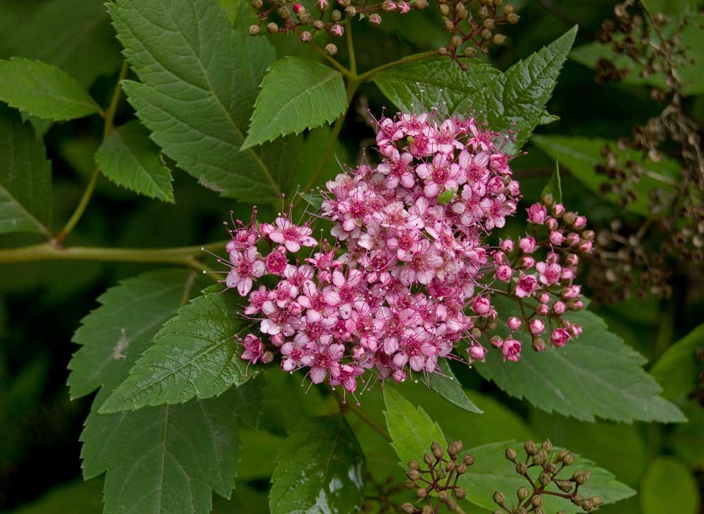 Изображение особи Spiraea japonica.