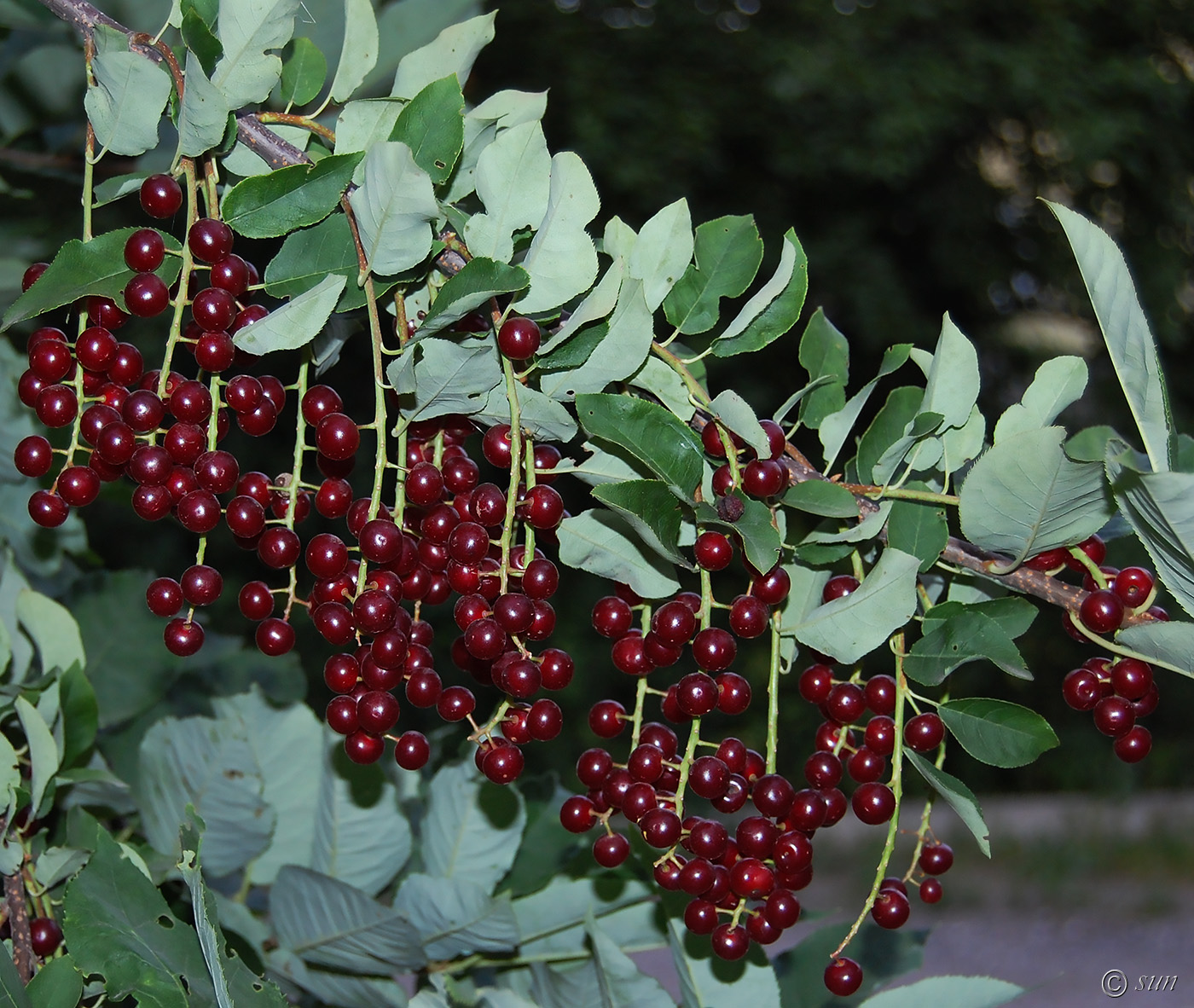 Изображение особи Padus virginiana.