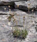 Silene flavescens ssp. thessalonica