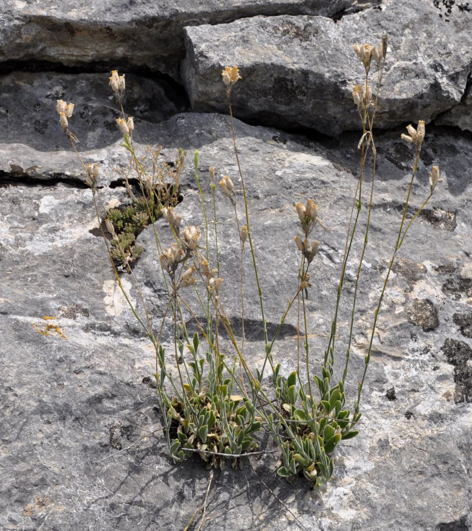 Изображение особи Silene flavescens ssp. thessalonica.