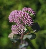 Hylotelephium triphyllum. Бутонизирующее соцветие. Пермский край, г. Пермь, Кировский р-н, дер. Оборино, заброшенная площадка для хранения ПГС. 29.07.2017.